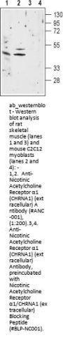 Anti-Nicotinic Acetylcholine Receptor alpha1