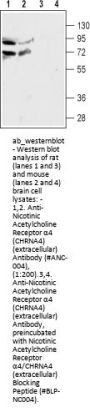 Anti-Nicotinic Acetylcholine Receptor alpha4