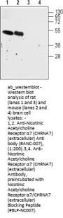 Anti-Nicotinic Acetylcholine Receptor alpha7