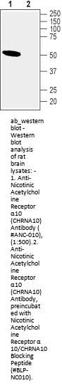 Anti-Nicotinic Acetylcholine Receptor alpha10