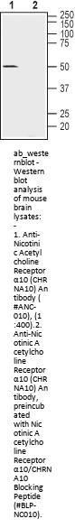 Anti-Nicotinic Acetylcholine Receptor alpha10