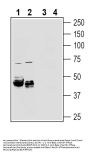 Anti-Beta 1 Na+/K+ ATPase (extracellular) Antibody