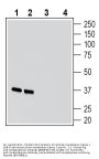 Guinea Pig Anti-Synaptophysin Antibody