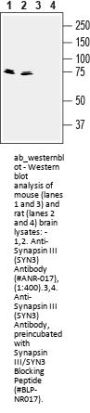 Anti-Synapsin III (SYN3)