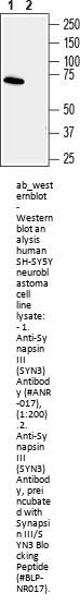 Anti-Synapsin III (SYN3)
