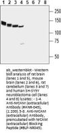 Anti-NrCAM (extracellular)