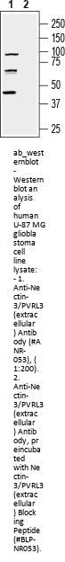 Anti-Nectin-3/PVRL3 (extracellular)