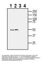 Anti-Neuropeptide FF Receptor 1 (extracellular) Antibody