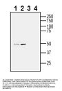 Anti-Neuropeptide FF Receptor 1 (extracellular) Antibody