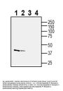 Anti-Neuropeptide FF Receptor 2 (extracellular) Antibody