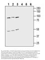 Anti-Neuropeptide FF Receptor 2 (extracellular) Antibody