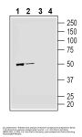 Anti-Parkin Antibody
