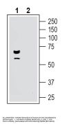 Anti-Parkin Antibody