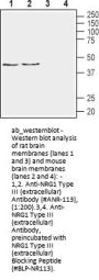 Anti-Neuregulin-1 Type III (extracellular)