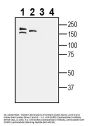 Anti-SORCS1 (extracellular) Antibody