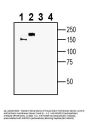 Anti-MEGF10 (extracellular) Antibody