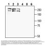 Anti-MEGF10 (extracellular) Antibody