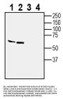 Anti-IGSF8 (extracellular) Antibody