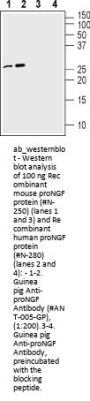 Guinea pig Anti-proNGF Antibody