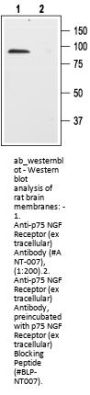 Anti-p75NTR (extracellular)