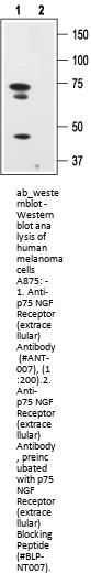 Anti-p75NTR (extracellular)