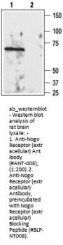 Anti-Nogo Receptor