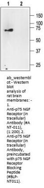 Anti-p75NTR (intracellular)