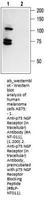 Anti-p75NTR (intracellular)