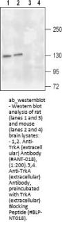 Anti-TrkA (extracellular)