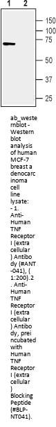 Anti-Human TNF Receptor I (extracellular)