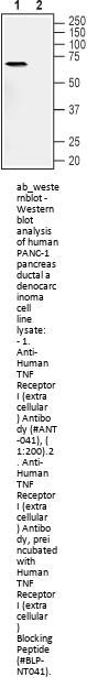 Anti-Human TNF Receptor I (extracellular)