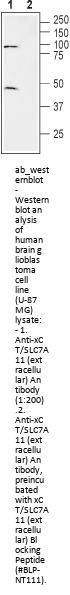 Anti-xCT/SLC7A11 (extracellular)