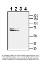 Guinea Pig Anti-Orexin Receptor 1 Antibody