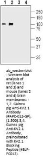 Guinea pig Anti-KV2.1 Antibody