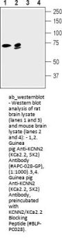 Guinea pig Anti-KCNN2 (KCa2.2, SK2) Antibody
