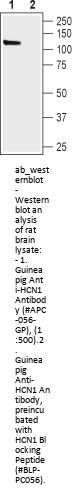 Guinea pig Anti-HCN1 Antibody
