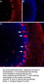 Guinea pig Anti-HCN1 Antibody