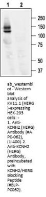 Anti-KCNH2 (HERG) Antibody
