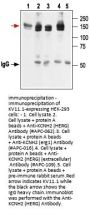 Anti-KCNH2 (HERG) Antibody