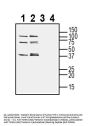 Anti-TMEM150C/Tentonin 3 (extracellular) Antibody
