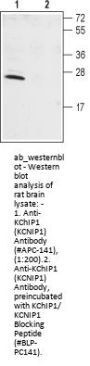 Anti-KChiP1