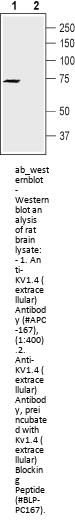 Anti-Kv1.4 (extracellular)