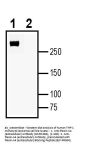 Anti-Plexin-A4 (extracellular) Antibody