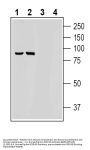 Guinea Pig Anti-PSD-95 Antibody