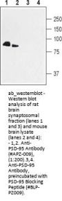 Anti-PSD-95