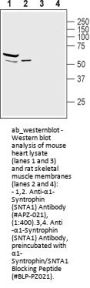 Anti-alpha1-Syntrophin
