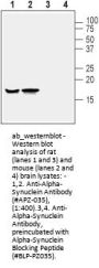 Anti-alpha-Synuclein