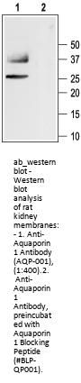 Anti-Aquaporin 1