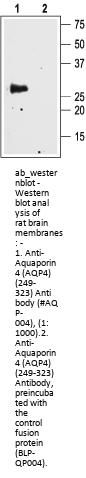 Anti-Aquaporin 4