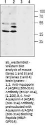 Anti-Aquaporin 4 (300-314)